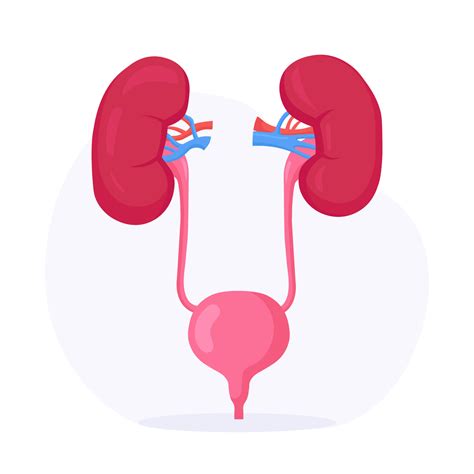 Kidneys And Bladder Human Internal Organ Urogenital System Urinary
