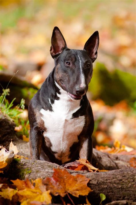 Bull Terrier Dog Breed Profile Personality Facts