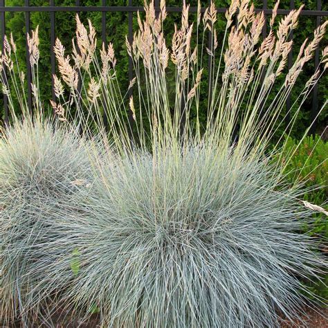 Festuca idahoensis 'Siskiyou Blue' - Siskiyou Blue Fescue| Western Star