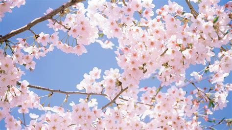 Sunny Sky Japan Cherry 1080p Sunlight Sakura Blossom Plant