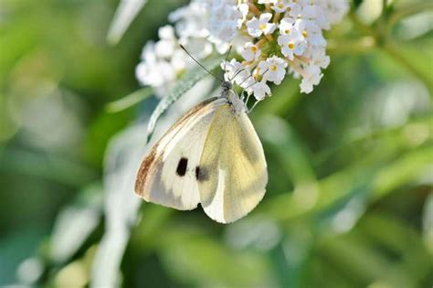 Buon venerdì cuore fiori e farfalle. Farfalle a rischio estinzione, i trucchi per farle ...