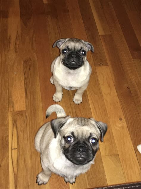 Pug Puppies For Sale Baltimore County Md 322327