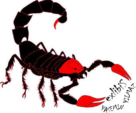 Pencil Emperor Scorpion Scorpion Drawing Clip Art Library