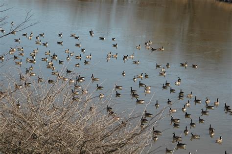 You might want to keep them away from the house and from paths. Canada Goose Hunting on the Potomac River - AUGIE'S ...