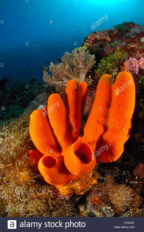 Red Tube Sponge In Coral Reef Porifera Alor Indonesia