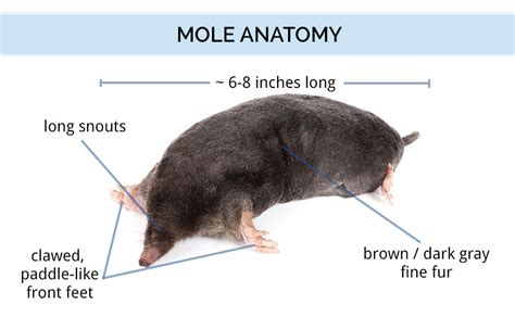 Mole Anatomy