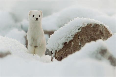 Stoat Animal Facts Mustela Erminea A Z Animals