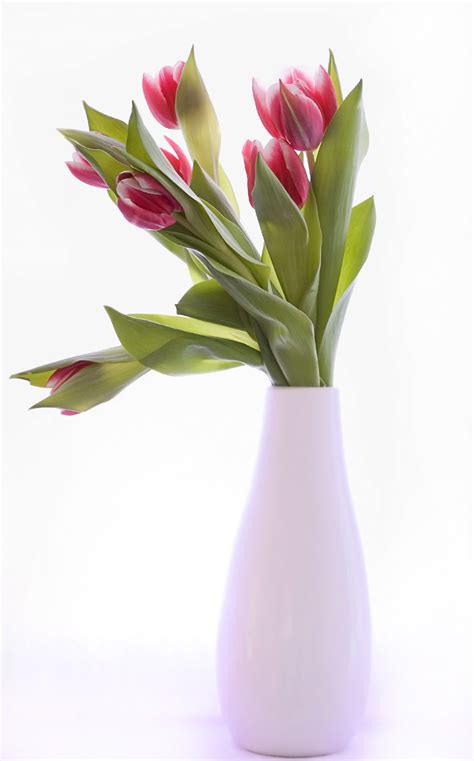 What to do when tulips are done? How to Care for Tulip Bulbs After Bloom to Keep Them ...