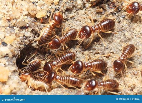 Termite Soil Stock Photos Image 24040743