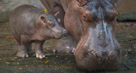 Nació El Primer Hipopótamo En Disney En 13 Años National Geographic