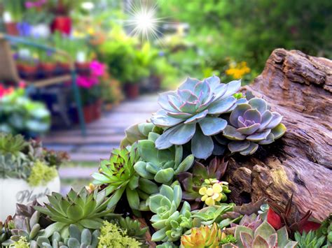 Whether and how you have to hibernate and care for your cactus. Succulent Garden Design: Planning, Growing And Care Of ...