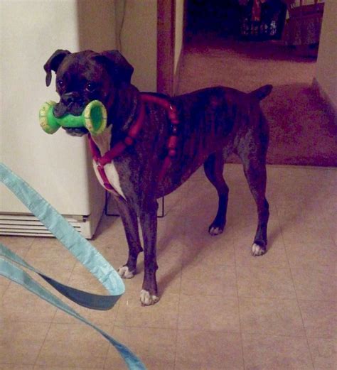 Maggie Likes Her New Toy Rboxer