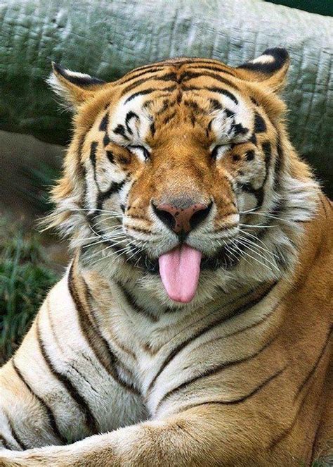 Gayanya yang imut dan babyface menjadi daya tarik sendiri. 25 Gambar Harimau Yang Lucu ~ Ayeey.com