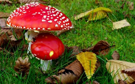 Epic Red Poisonous Mushrooms Hd Wallpapers Epic Desktop Backgrounds