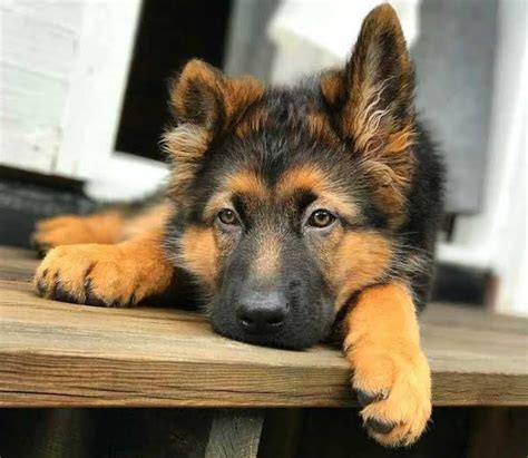 When calculating your budget make. Where can I buy a good German Shepherd Puppy in Bangalore ...