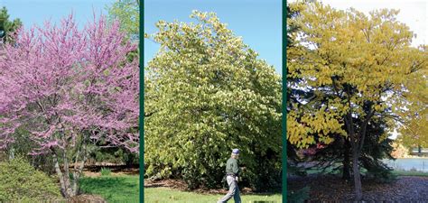 Eastern redbud (cercis canadensis), also called judas tree, is an outstanding, deciduous ornamental tree in south carolina. Redbud in Wisconsin | Knowledgebase | Johnson's Nursery