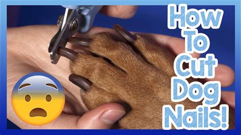 How to Cut Your Dogs Nails! Simple Top Tips on How to ...