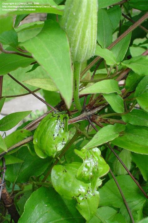 Large spots form on the leaves, become tan or black in color and may have. Garden Pests and Diseases: What's eating my clematis buds ...
