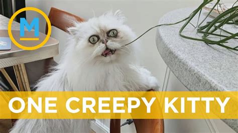 This Creepy Looking Cat Has Become Insta Famous Your