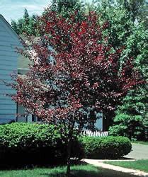 Full size each plum tree picture you like, just click on the tree image to make the plum tree photo enlarge. Flowering Plum Tree Pictures and Features