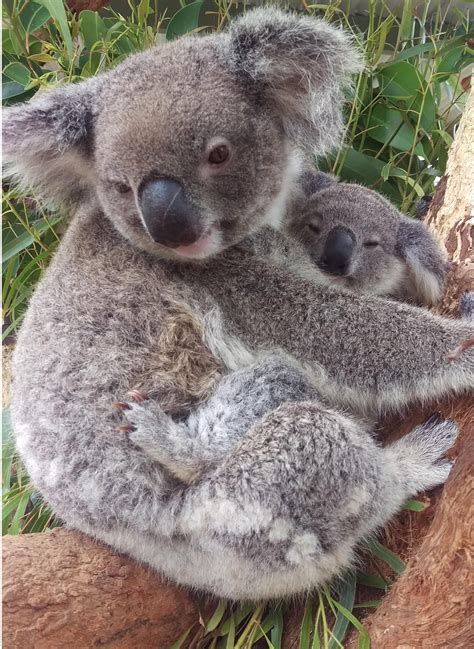 Mama And Baby Koala Having A Cuddle Koala Bears Baby Koala Puka Cute