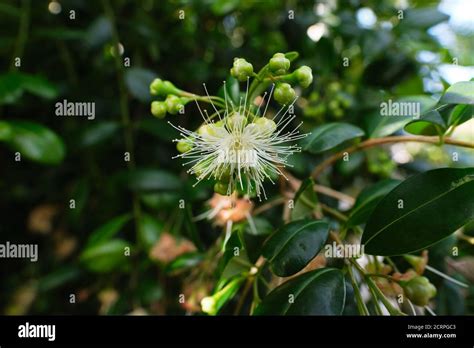 Inflorescences Of Syzygium Paniculatum Aka The Magenta Lilly Pilly Or
