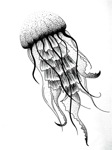 Box Jellyfish Drawing at GetDrawings | Free download