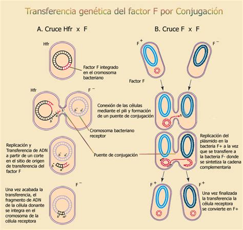 La Conjugación Bacteriana Escuelapedia Recursos