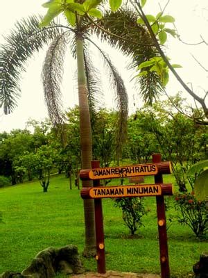 Daun tunggal, lanset, warna daun muda merah pucat setelah tua berwarna hijau. Taman Botani Negara Shah Alam - TCER.MY