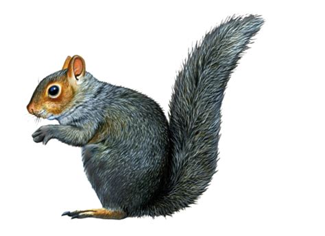 Squirrel Png Transparent Background Image For Free Download Png 7333
