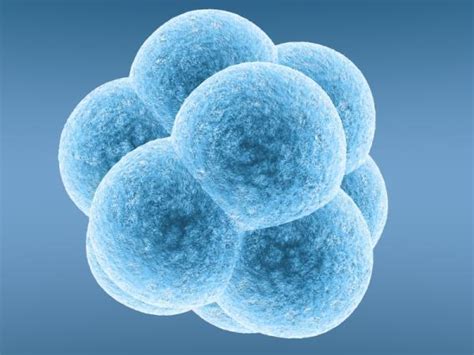 Japanese association for animal cell technology. Growing Human-Animal Hybrids for Organs to Become Legal in ...