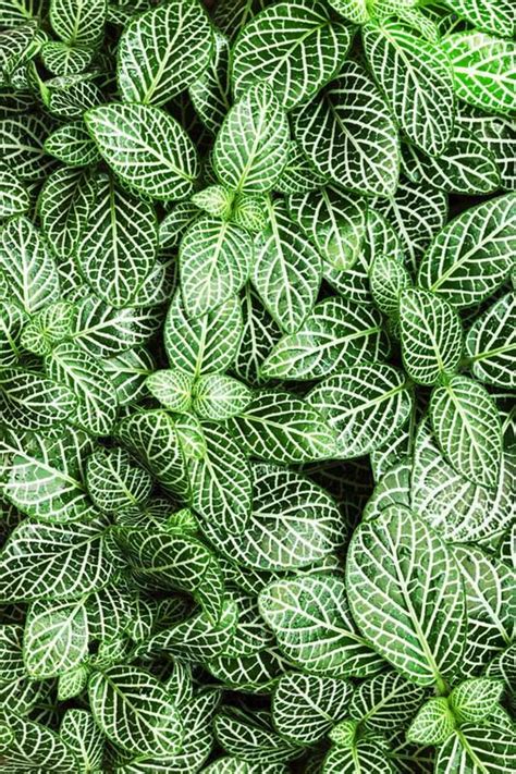 Plant Care For Fittonia A House Plant Lovers Dream Free Plant Care