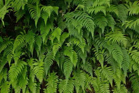 Types Of Fern Plants What Are Some Popular Kinds Of Ferns Gardening