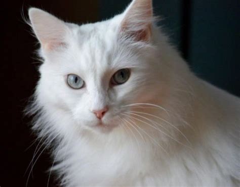 Cómo cuidar un gato angora - QueHowto.com gato angora