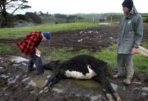 Taranaki Farmers Lose Livestock Nz