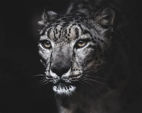 Portrait Snow Leopard Dangerous Animals Hd Wallpaper Pxfuel