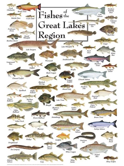 Fishes Of The Great Lakes Region 550 Pieces Fish Chart Freshwater