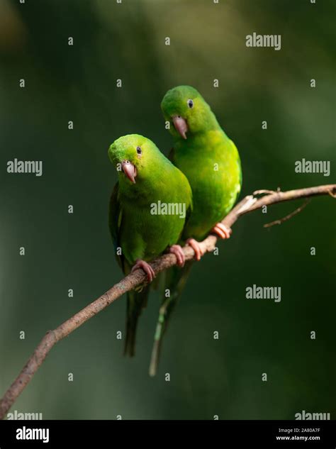 Plain Parakeets Hi Res Stock Photography And Images Alamy