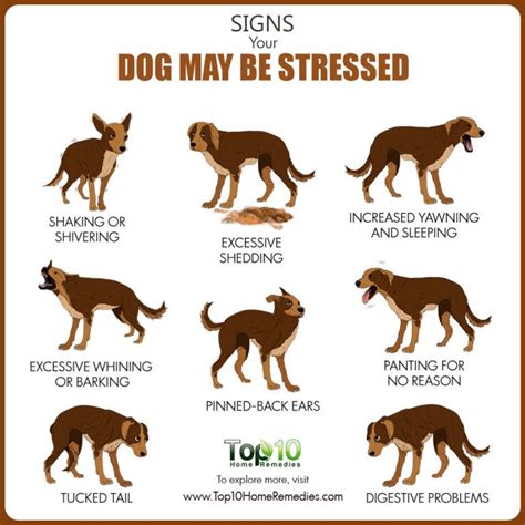 10 Signs Your Dog Might Be Stressed And What You Can Do About It Top 10
