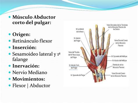 Ppt Musculos De La Mano Powerpoint Presentation Free Download Id