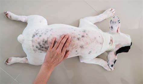9 Common Skin Problems In Dogs How To Prevent And Treat Them Pet