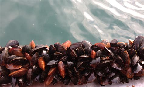 Moules Cultures du