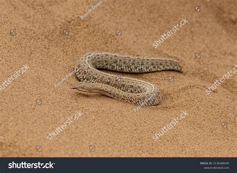 Saharan Horned Viper Cerastes Cerastes Snake Stock Photo 2136289295