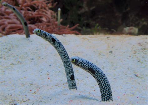 Japanese Aquarium Asks People To Facetime Their Garden Eels
