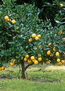 Determining your citrus blooming season Citrus Trees | www.coolgarden.me