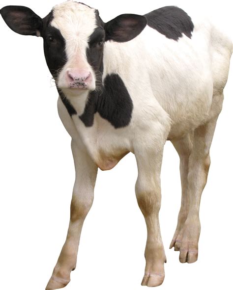Cow Png 20 Free Cliparts Download Images On Clipground 2023