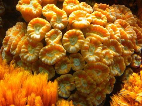 These Underwater Flowers Are Really Beautiful