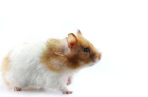 Syrian Hamster Royalty Free Stock Image Image 12077936
