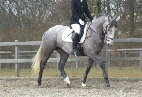 Is deze zwarte schimmel gevaarlijk voor de gezondheid, of misschien zelfs dodelijk? FOTO Mijn 'lelijke' schimmel als (sport)paard.. • Bokt.nl