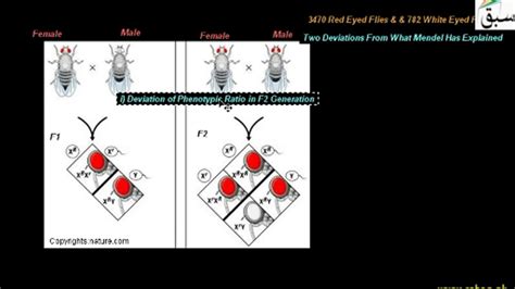 Sex Linkage In Drosophila Biology Lecture Sabaqpk Youtube